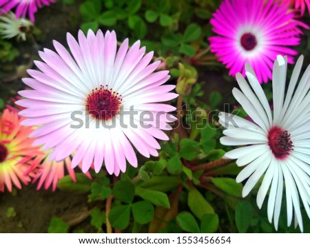 Adenophyllum flower pink and white with green background