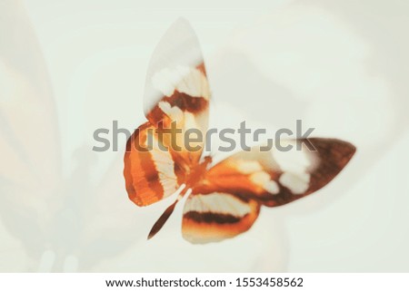 blurred  butterfly. double exposure. tropical insect