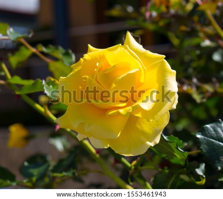 Stunningly magnificent romantic beautiful  bright canary yellow hybrid tea roses blooming in spring, summer and autumn add fragrance and color to the urban landscape.