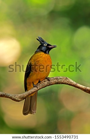 The Black-crested Bulbul in nature, Thailand