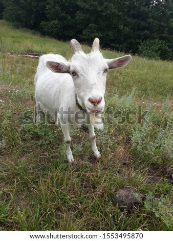 Rustic photo with white goat 