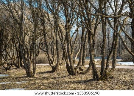 twisting willows with bare branches in the winter forest