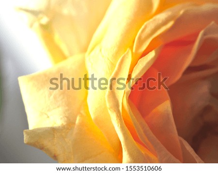 Beautyful yellow rose close up