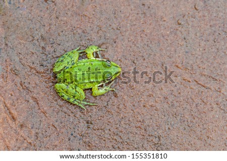 Top view on small green frog sitting on wet sand 