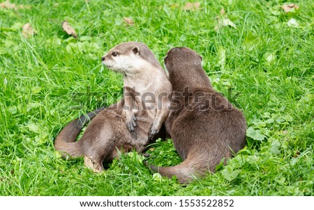 Portrait of two oriental short clawed otters cuddling, selective focus