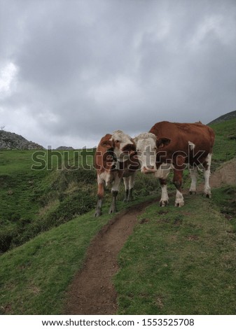 Animals in the mountain. Basque highlands.