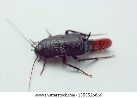 Red pregnant cockroach with an egg, on a white isolated background. Macro photo close-up