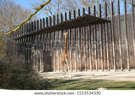 Giraffe posing in the  zoo trying to smile to the photograther