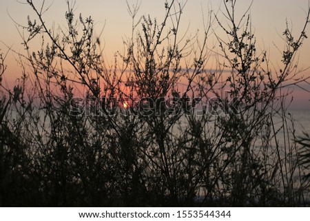 grass and spike on a sunset background, love of nature at dawn