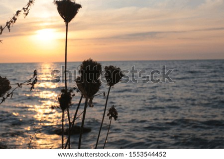 grass and spike on a sunset background, love of nature at dawn