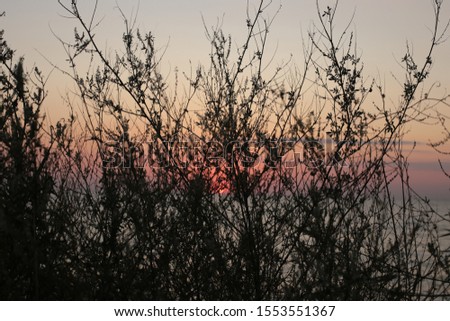 grass and spike on a sunset background, love and beauty of nature at sunrise super landscape