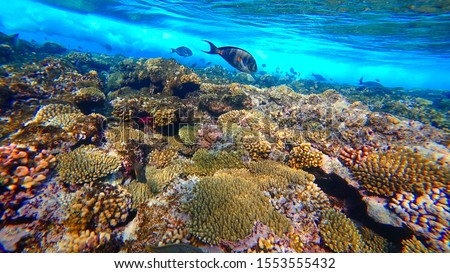 Coral Reef and Tropical Fish in Sunlight. Singapore aquarium. Feeding fish. Beautiful Red Sea Egypt. Undersea world. Beautiful corals. A lot of fish. Blue water.
