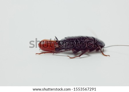 Red pregnant cockroach with an egg, on a white isolated background. Macro photo close-up