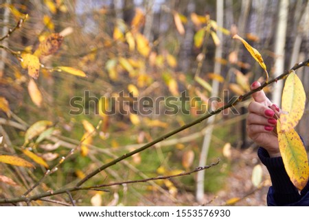 Female hands with beautiful red manicure holding a branch with yellow leaves of the tree. Autumn weather, bokeh in the background. Photo, Kropotin Timur.