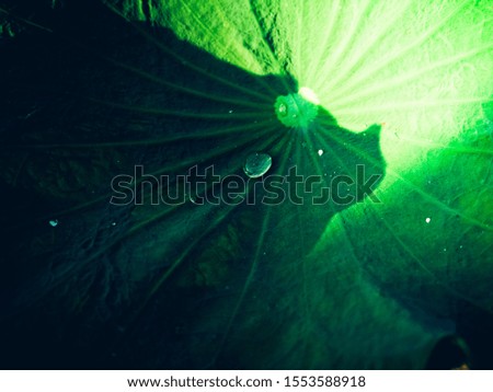 Picture of water droplets trade on lotus leaves