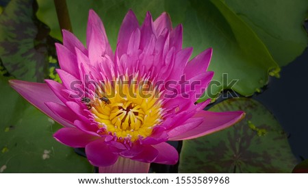 The Pink  Lotus flower in pond