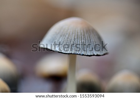 Mushroom on a forest ground macro photography