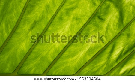 Large, detailed foliage of a section of taro leaf or elephant ear leaf, showing lines, vascular tissues and laminas.  Back lit tropical leaf texture, vibrant green abstract background with copy space.