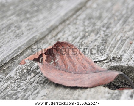 Red cherry leaf on the old wooden bench in winter