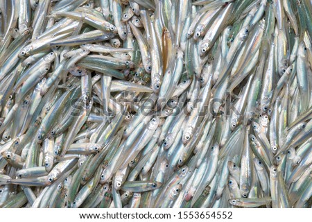 Background of fresh small sea fish shot close-up - Image