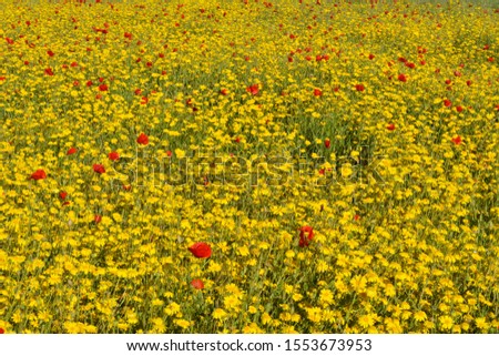 Yellow flowers and red poppies in a field. Elba island, Tuscany, Italy