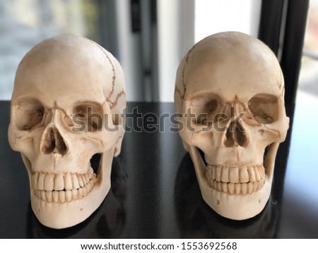 Human skulls for the study, research and experimentation of students or first level doctors. Mid-level doctors and high-level. Human skulls are also symbols of death, horror, knowledge, and Halloween.