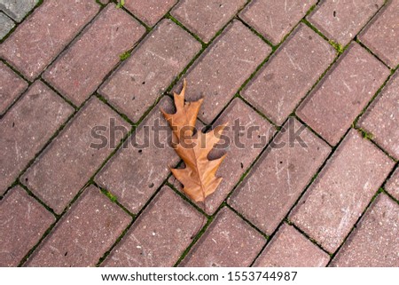 Background from pavers and yellow. Autumn yellow leaves on the paving slabs. Stock horizontal photo for banner, background.