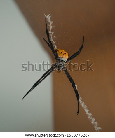 Kota Malang, East Java / Indonesia - January 9, 2019: The spider waits for it's prey