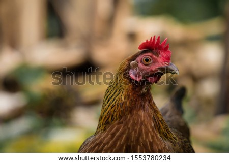 The chicken and beautiful eyes