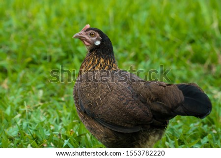 The hen and beautiful body shape