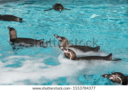 A flock of Macaroni penguins is swimming, playing, making waves with their fins and  has some rest on the rock  in a small lake with clean azure coloured water
