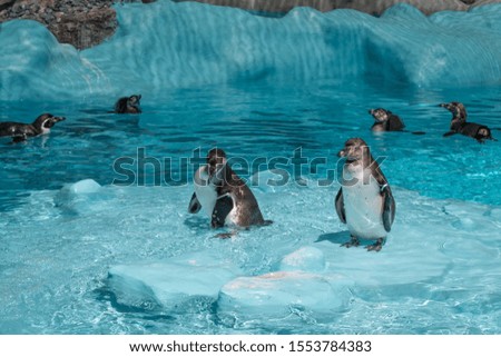 A flock of Macaroni penguins is swimming, playing, making waves with their fins and  has some rest on the rock  in a small lake with clean azure coloured water