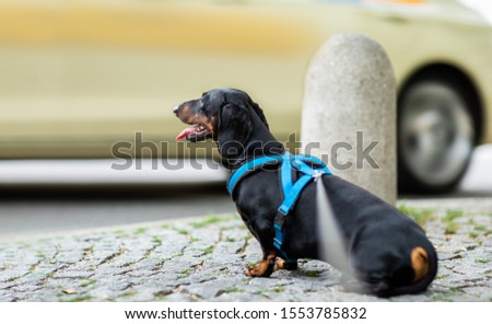 dachshund or sausage  dog waiting for owner to cross the street over crossing walk with leash, outdoors