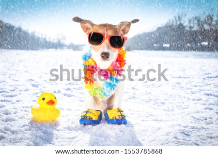 cool funny freezing icy dog in snow with sunglasses and scarf, sitting and waiting to go for a walk with owner Royalty-Free Stock Photo #1553785868