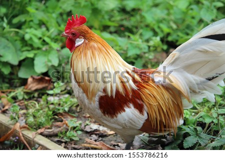 Pyle, probably red pyle, dutch bantam chicken, Gallus gallus domesticus, cockerel with a blurred background of plants. Royalty-Free Stock Photo #1553786216