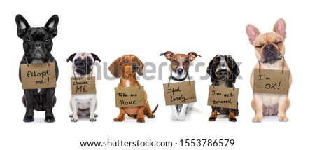lost  and homeless  row of dogs  for adoption  with isolated on white background, don´t buy adopt Royalty-Free Stock Photo #1553786579
