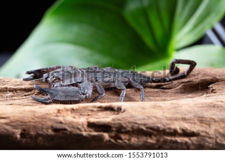 Flat Rock Scorpion, Hadogenes troglodytes, on a piece of tree bark