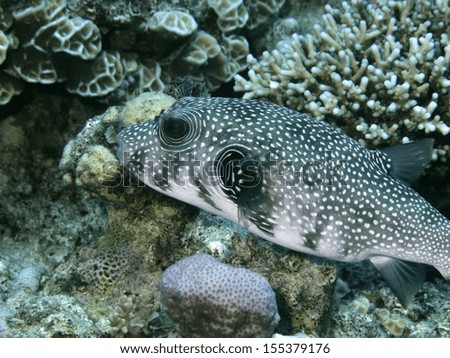 Pufferfish, a tropical coralfish in the Red Sea, Egypt.