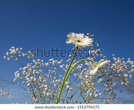 Joyful and bright white gerbera flowers and gypsophila paniculata, baby's breath flowers against a bright blue sky background with copy space