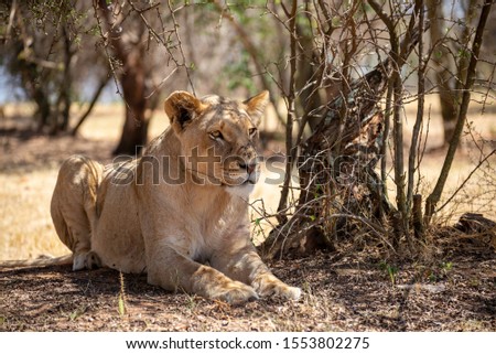 portrait of a female lion relaxing in the african savannah