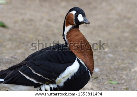 Close up portrait of a red breasted goose (branta ruficollis)