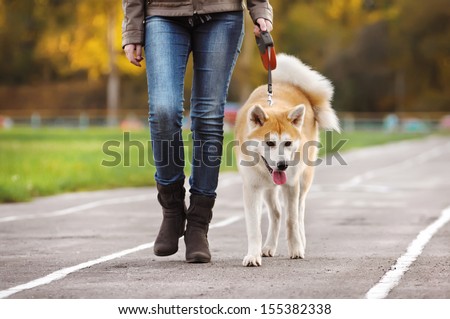 Dog Akita Inu on autumn walk Royalty-Free Stock Photo #155382338