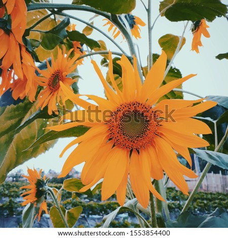 sunflowers blooming in North Thailand.