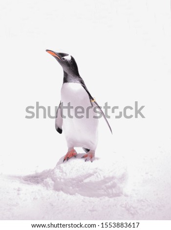 penguin in ice land alone animal cold wildlife