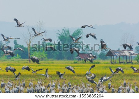Flock of birds feeding in rice field  and flying in the sky