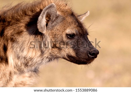 Springbok (Antidorcas marsupialis) - Young, Etosha national Park, Namibia.