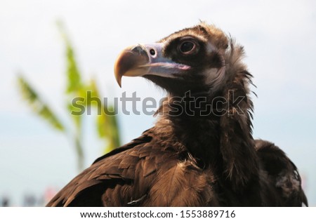 Portrait in profile of a large old black vulture on a white background