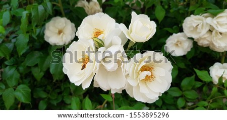 Closeup of white musk roses against green foliage background Royalty-Free Stock Photo #1553895296