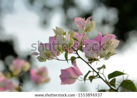 Outdoor photo set of two white bougainvillea flowers, white and pink