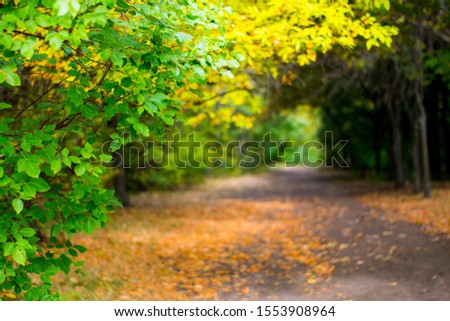
Photograph of tree leaves and autumn road
